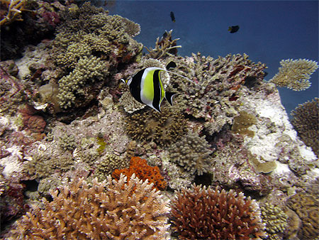 moorish idol
