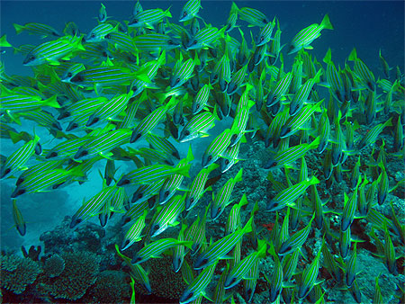 Bluestripe snappers