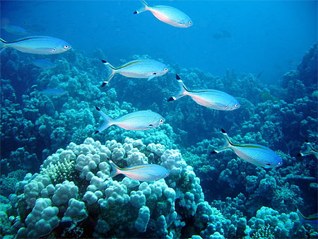 Poissons fusiliers