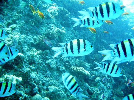 Poissons sergent major