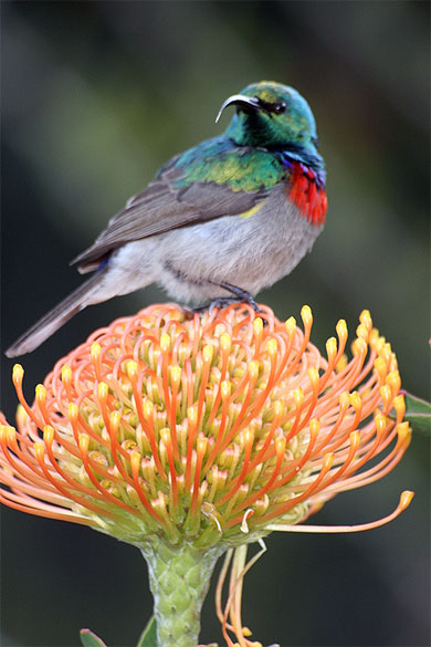 R�ve de Colibri