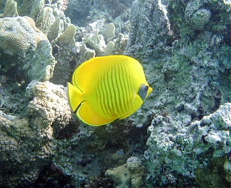 Chaetodon demi-masqu�
