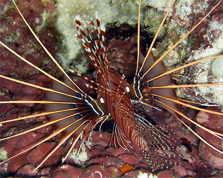 Jeune poisson lion