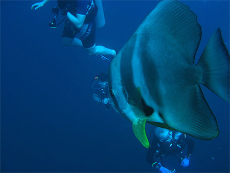 Longfin Spadefish