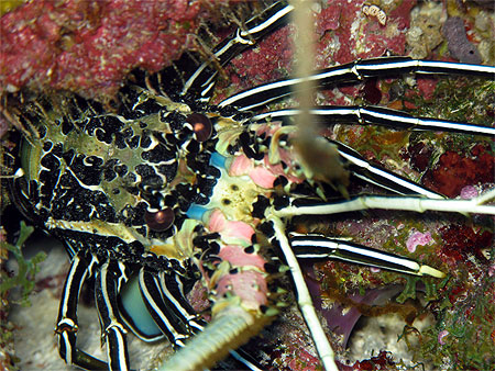 Langouste cach�e dans son trou
