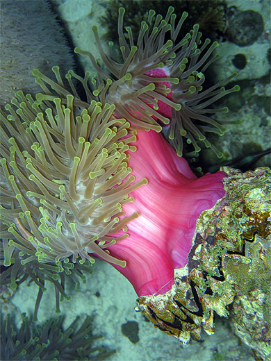 Grosse an�mone rose fluo