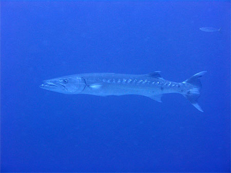 Barracuda