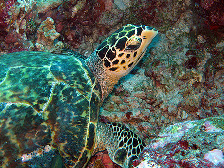 Tortue marine