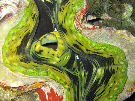 B�nitier vert