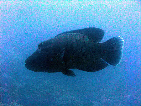 Poisson Napol�on