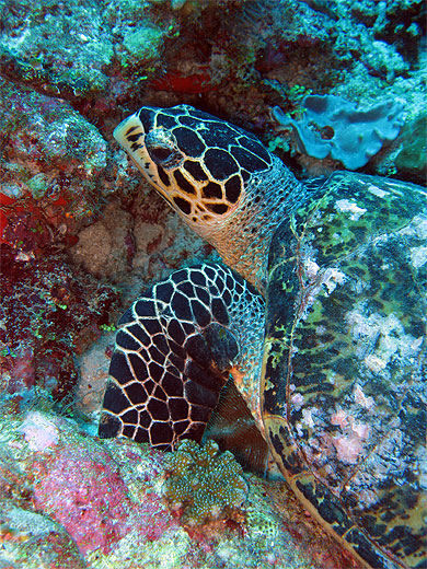 Tortue marine