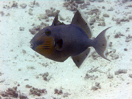 Blue Triggerfish