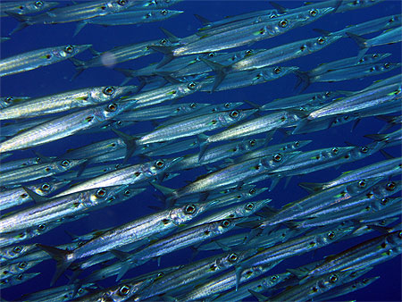 Petits barracudas