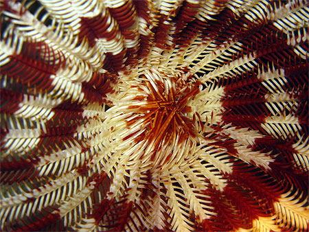 D�tail d'un spirographe