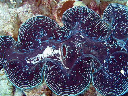 B�nitier bleu