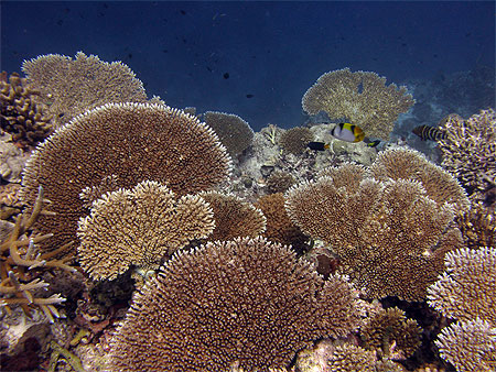 Magnifiques coraux