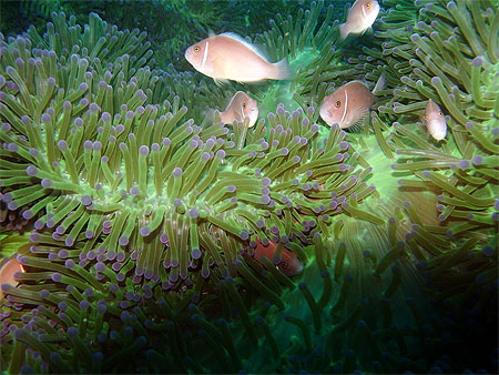 Refuge des poissons roses d'an�mone