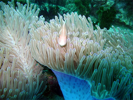 Poisson rose d'an�mone