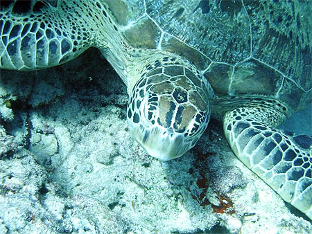 Tortue marine