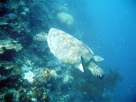 Belle tortue