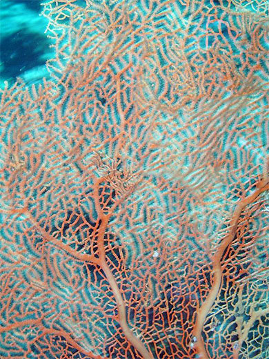 Corail rouge