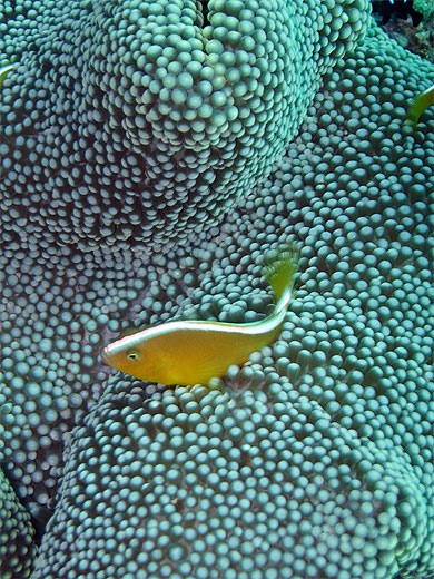 Faux poisson clown