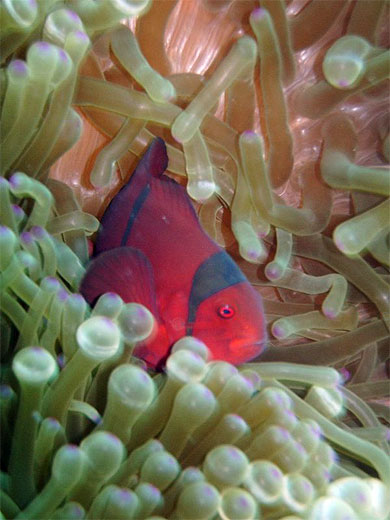 Faux poisson clown