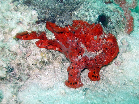 Frog fish