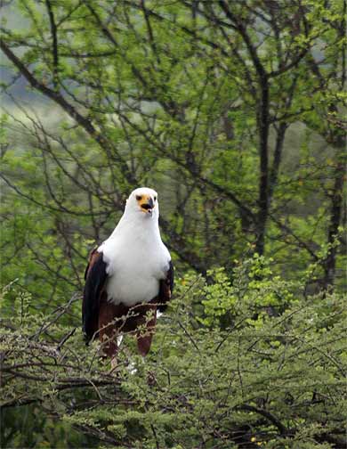 Aigle p�cheur
