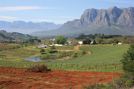 Paysage de vignoble