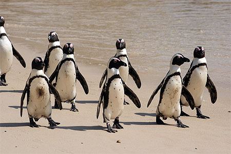 Manchots du Cap