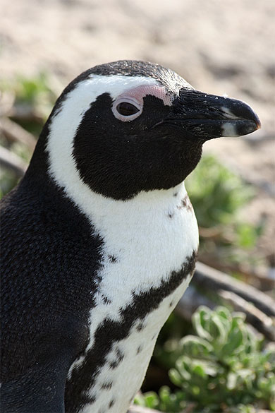 Portrait de manchot