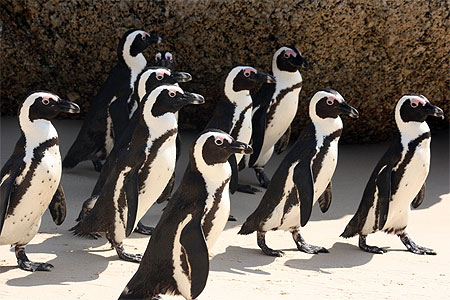 Groupe de manchots du Cap