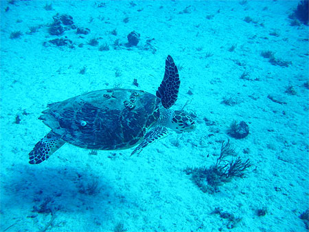 Tortue qui nage