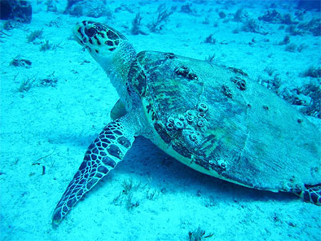 Coquillages sur la tortue