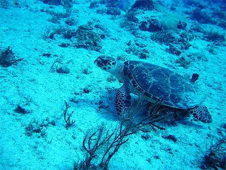 Tortue au fond