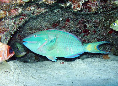 Poisson perroquet