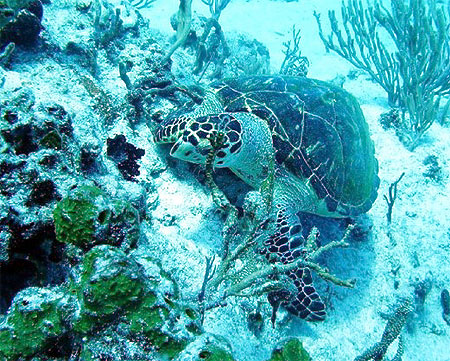 Tortue