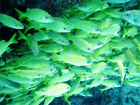 Ban de poissons