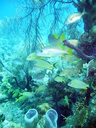 Poissons divers