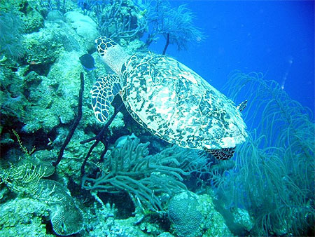 Tortue marine