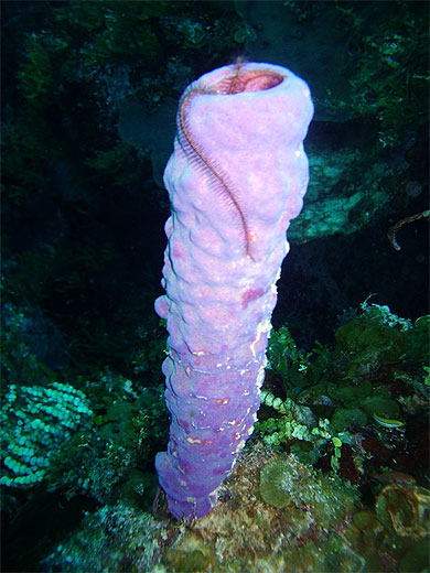 Eponge mauve