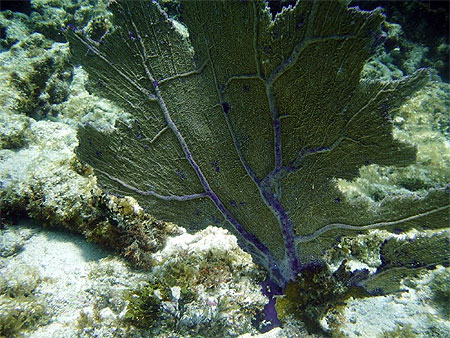 Corail