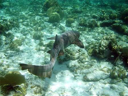 Requin nourrice