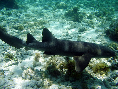 Requin nourrice