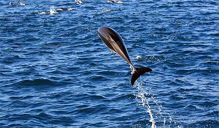 Dauphins
