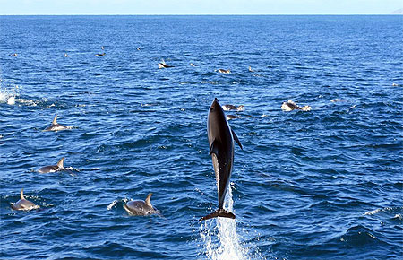 Dauphins