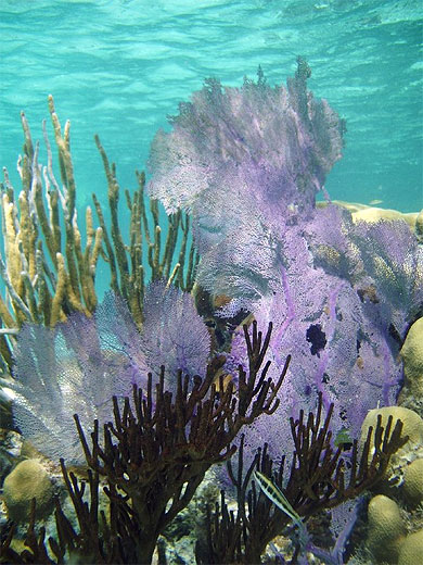 Du mauve dans l'eau
