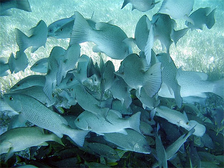 Poissons sous le bateau