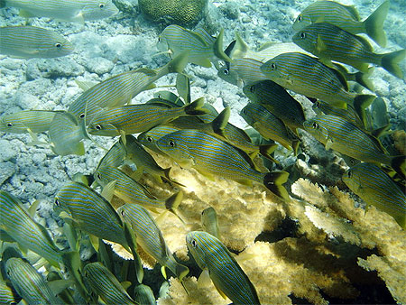 Poissons